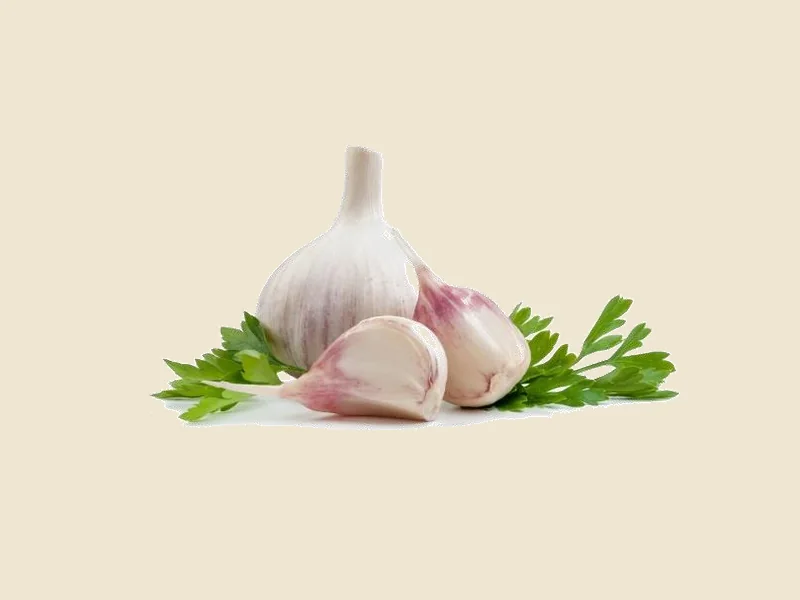 Frische Knoblauchzehen für die Knoblauchsauce
